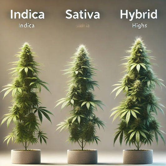 What’s the Difference Between Indica, Sativa, and Hybrid Highs?